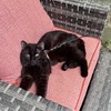 PETPMEEE Cat Leash - 15 ft / 30 ft Reflective