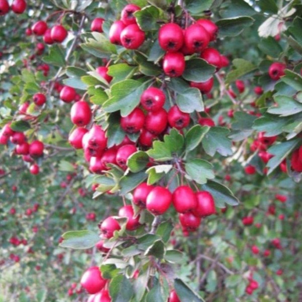 Wild Hawthorn Seeds (Crataegus monogyna) 10+ Organic Heirloom Seeds in FROZEN SEED CAPSULES for The Gardener & Rare Seeds Collector - Plant Seeds Now or Save Seeds for Many Years