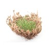 Rose of Jericho Flower - Miracle Resurrection Plant – Pack