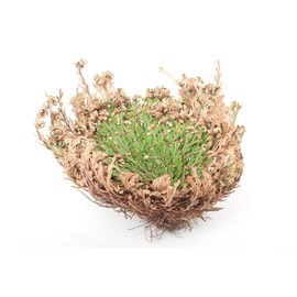 Rose of Jericho Flower - Miracle Resurrection Plant – Pack of 6- by Natural Farms