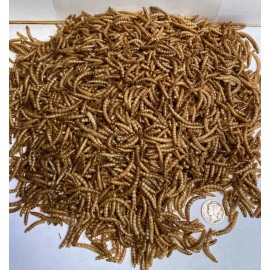 Barnacle Bill Premium  Dried Meal Worms Cichlid Koi Oscar Pond Fish Turtles Reptile Birds - 1/2 POUND