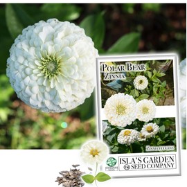 Polar Bear White Zinnia Seeds for Planting, 100+ Flower Seeds Per Packet, (Isla's Garden Seeds), Non GMO & Heirloom Seeds, Botanical Name: Zinnia elegans, Great Home Garden Gift