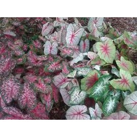 Caladium, Bulb, Fancy Mix, Pack of 10 (Ten), Easy to Grow, Colorful Mix, HOSTA
