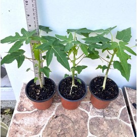 HPGS Live Plant Solo Hawaiian Papaya 8"" Tall | Tropical Fruit Tree Had Fully Roots with 4” Pot, Green, Orange, Yellow