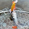 Lucky Craft Wow 65 Long Max SS FISHER Lure (0842
