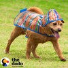 The Dodo Clear Rainy Days Striped Raincoat for Dogs, Size