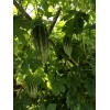Fresh Bitter Melon 10 Seeds Package Fresh Harvested U.S. Seller