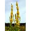 Earthcare Seeds Great Mullein Verbascum thapsus 150 Seeds Heirloom- Non