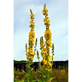 Earthcare Seeds Great Mullein Verbascum thapsus 150 Seeds Heirloom- Non GMO - Open Pollinated