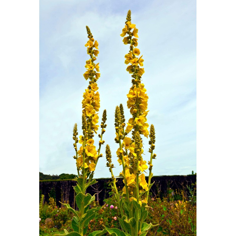 Earthcare Seeds Great Mullein Verbascum thapsus 150 Seeds Heirloom- Non