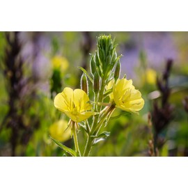 Evening Primrose Mix Flower Seeds, 1500+ Seeds Per Packet, (Isla's Garden Seeds), Noon GMO & Heirloom Seeds, Botanical Name: Oenothera Larmarckiana, Great Home Garden Gift