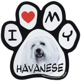 Imagine This 5-1/2-Inch by 5-1/2-Inch Car Magnet Picture Paw, Havanese