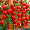 Tomato Cherry Maskotka Cascading Trailing Dwarf Bush Tomato 50+ Seeds
