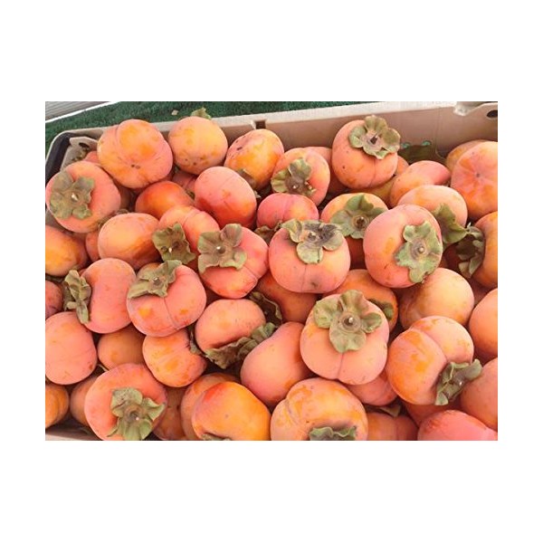 Bellacia Fresh Dilicious Fruit Organic Fuyu Persimmons 10 Lbs Box