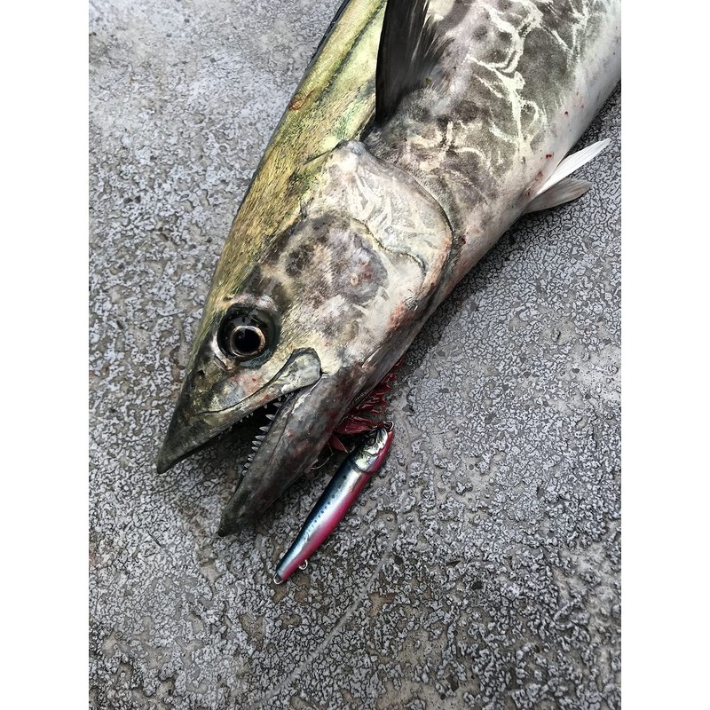 Little Jack METAL ADICT-04 40g #10 Pole KATAKUCHI 66mm