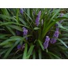 Classy Groundcovers, Lily Turf 'Big Blue', Lilyturf, Border Grass, Monkey