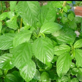 QAUZUY GARDEN Egyptian Spinach,1000 Jute Seeds Saluyot Molokhia Rau Day Non-GMO Vegetables Seeds Extremely Fast-Growing Repeat Harvest Survival Gear Food Seeds