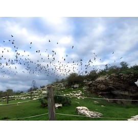 20 lbs. (9-3-1) High Nitrogen Mexican Free-Tail Bat Guano Soil Amendment