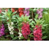 Southeast Seeds Balsam Camelia Flowered Mix Wildflower, Impatiens Balsamina, Touch