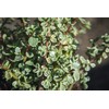 Succulents Plants Live Indoor Plants, Portulacaria Variegata Live Houseplants, Live