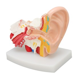 Human Ear Anatomical Model Clear Structure Simulation Inner Ear Model for Education Display