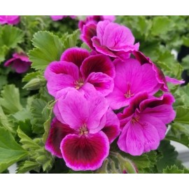 Freshcuts Martha Washington  6 Geranium Cuttings Pelargonium organic rose-pink
