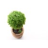 Artificial Potted Plants, Photo Catalyst Cute No Care Healing Green