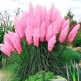 Giant Pink Pampas Grass Seeds - 500 Seeds - Ships from Iowa, Made in USA - Ornamental Landscape Grass or Privacy Plant