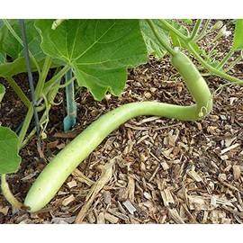 Cucuzzi (Italian Edible) Gourd Seed, much like summer squash(25 Seeds)