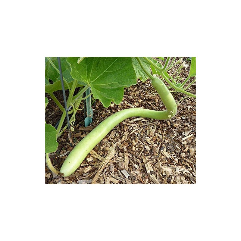 Cucuzzi (Italian Edible) Gourd Seed, much like summer squash(25 Seeds)