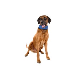 Karlie Cooling Bandana Fresk, Large, 45 to 65 cm