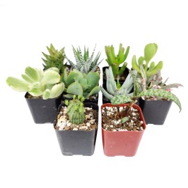 Succulents Box Weirdo Succulent Pack | Set of 2/4/6/8/10 Unique Succulent Plants - 10 Succulents
