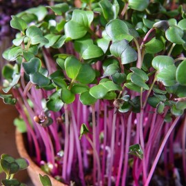 Park Seed Grow Your Own Variety of Microgreen Seeds, Perfect for Indoor Growing and Harvesting, Sangria Radish, Pack of 200