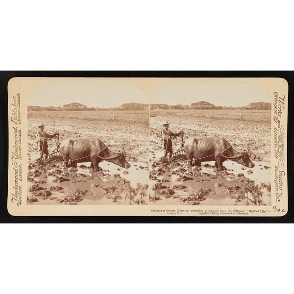 Special Label Oriental farming, preparing ground for rice, Filipinos,Phil