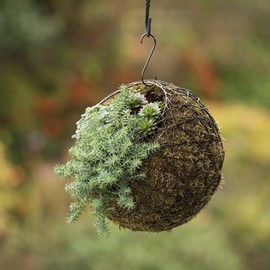 Crocus Collection 21cm Hanging Wire Ball Living Sculpture Garden Ornament Rustic Outdoor Chic Decoration