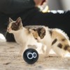Cat Toy Ball | Interactive Cat Ball | Fun Kitten