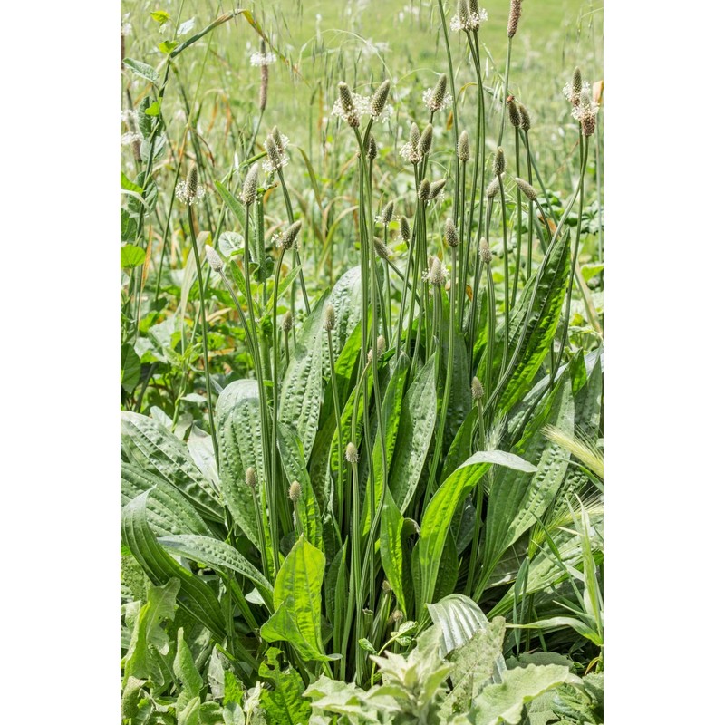 Health Embassy English Plantain Leaf (Plantago lanceolata L) (100g)