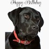 CafePress Black Lab Birthday Notecards (Set Of 10) 4.25" x