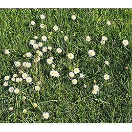 White English Lawn Daisy Mix, Lawns and Borders - 1000 Seeds - Bellis Perennis