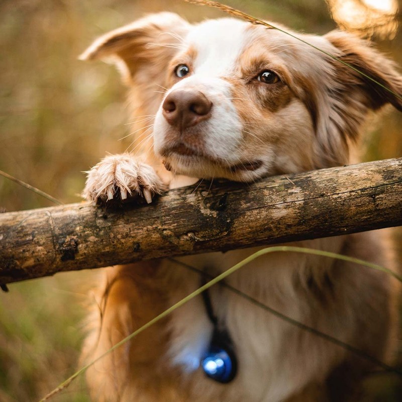 Orbiloc Dog Dual LED Light for Dogs