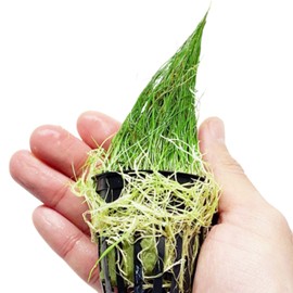 Planterest - Eleocharis Parvulus Potted Live Aquarium Plant Tropical Freshwater Decorations BUY2GET1FREE