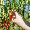 The Old Farmer's Almanac Organic Cayenne Pepper Seeds (Long Slim)