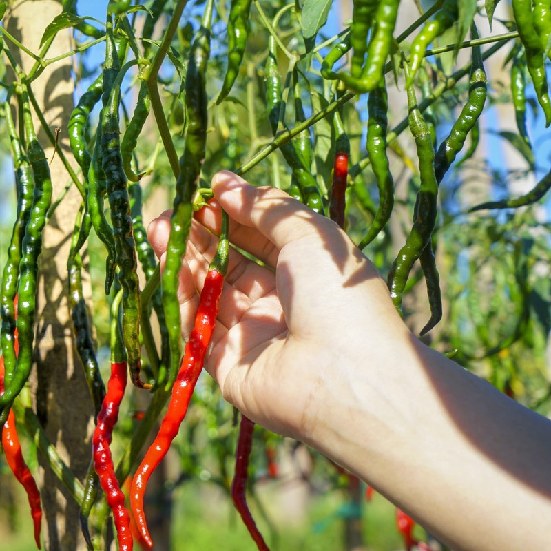 The Old Farmer's Almanac Organic Cayenne Pepper Seeds (Long Slim)