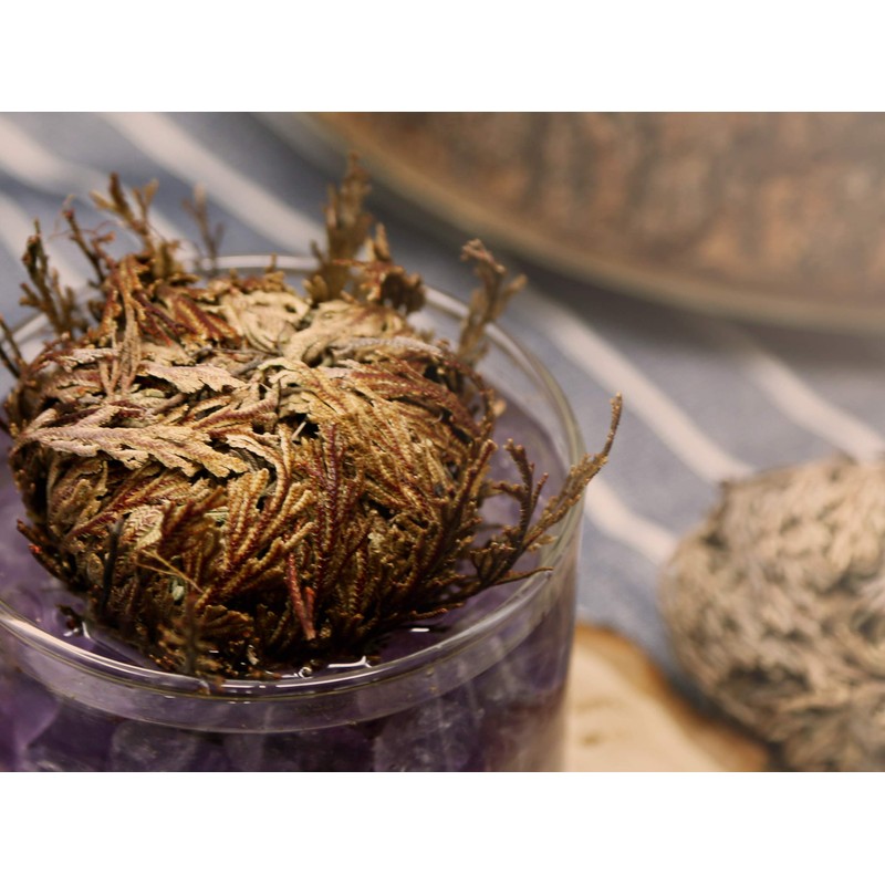 Saint Terra - Rose of Jericho Flower The Resurrection Plant,