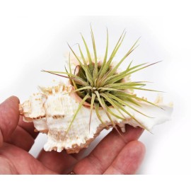 Murex Ramosus Shell Airplant Set (Tillandsia) 4" Coastal Beach Cottage Decor