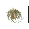 Hanging Rat Tail Succulent - 8" from California Tropicals