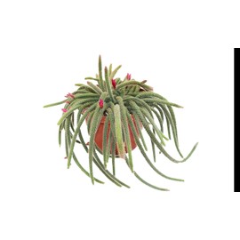 Hanging Rat Tail Succulent - 8" from California Tropicals