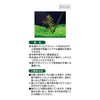 Gex Aquatic Plant Tweezers, Straight, For Cleaning, Stainless Steel, Anti-Slip