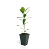 Calamondin Orange Tree - XL. Citrus mitis. 6" - 10"