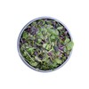 BeMicro Whole Food Microgreens - US grown, Small Batch, Nutritional